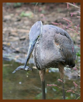 heron-great blue 9-3-07 4c10b.JPG