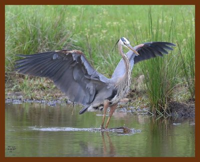 heron-great blue 4-22-07 cl4b.JPG