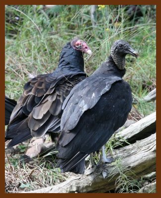 turkey-black vultures 10-5-07 4c2b.JPG