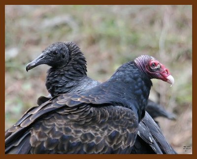 turkey-black-vultures 10-26-07 4c1b.JPG