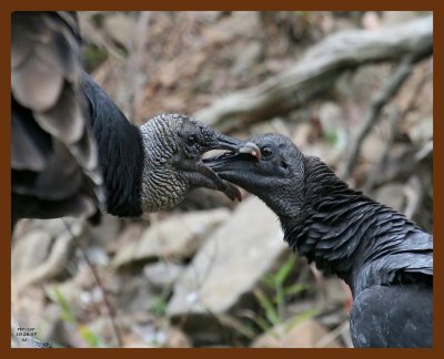 black-vultures 10-26-07 4c3b.JPG