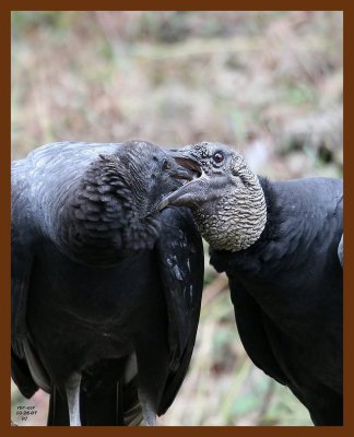 black-vultures 10-26-07 4c2b.JPG