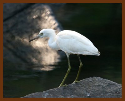 little blue heron-young 8-5-07 4c4b.JPG