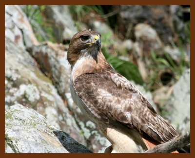 hawk red-tail 5-30-07 4c4b.JPG