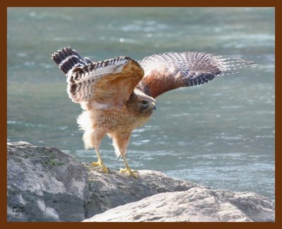 red-shouldered hawk 2-20-07 cl4b.JPG