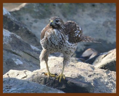 red-tail hawk 2-4-07 cl1b.JPG