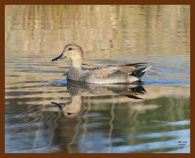 ducks gadwall 1-6-07 cl3b.JPG