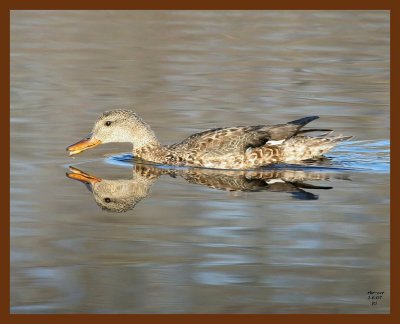 ducks gadwall 1-6-07 cl4b.JPG