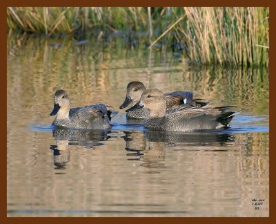 ducks gadwall 1-6-07 cl5b.JPG