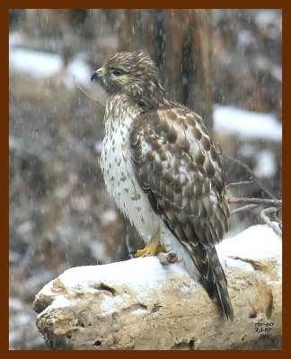 red-tail hawk 2-1-07 cl2b.JPG