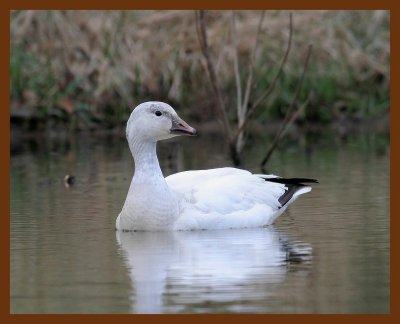snowXross goose 12-28-06 cl2b.JPG