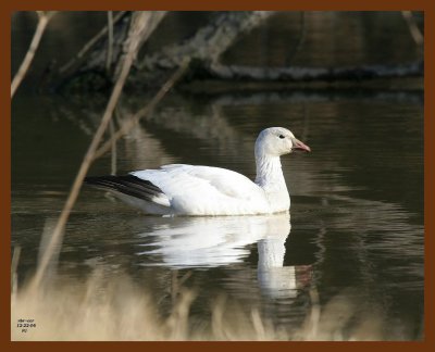 snow goose 12-22-06 cl2b.JPG