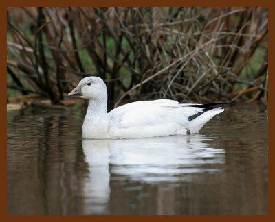 snow goose 12-25-06 cl1c1b.JPG