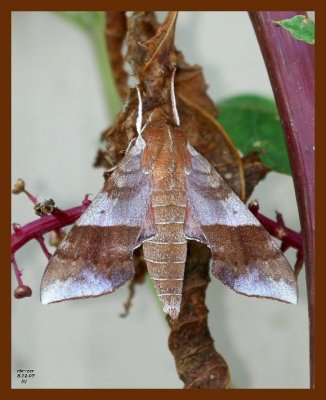 azalea sphinx 8-12-07 4c6b.JPG