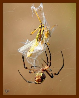 barn spider-grasshopper 8-15-07 4c1b.JPG