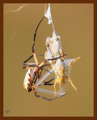 barn spider-grasshopper 8-15-07 4c3b.JPG