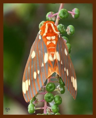 regal moth 7-26-07 4c3b.JPG