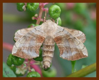 walnut sphinx 7-31-07 4c1b.JPG