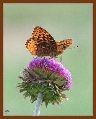 butterfly-thistle 5-25-07 4c1b.JPG