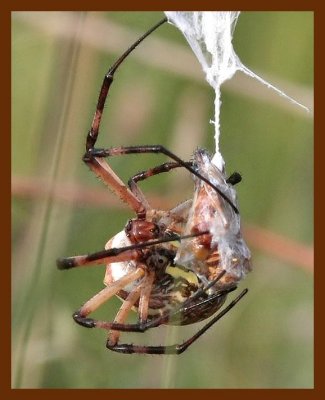 spider 9-10-06 cl1b.JPG