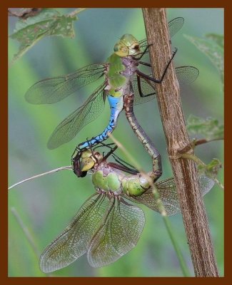 dragonflies 8-25-06 cl2b.JPG