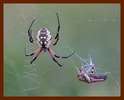 spidergrasshopper 8-27-06 cl2b.JPG