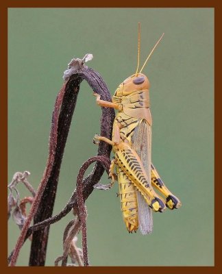 grasshopper 8-11-06 cl1b.JPG