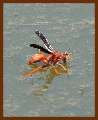 redwasp 7-31-06 cl1b.JPG