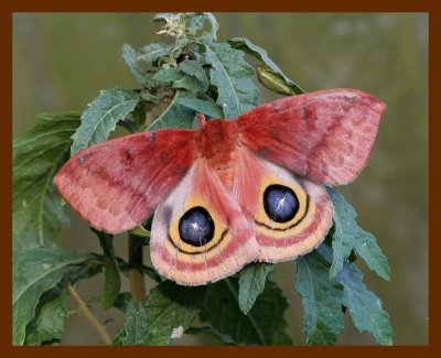 lo moth 7-31-06 cl1b.JPG