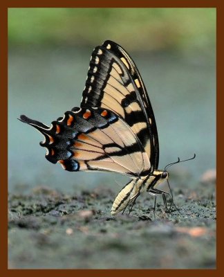 eastern tiger swallowtail 7-20-06 cl2c1b.JPG