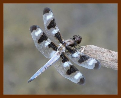 dragonfly 7-24-06 cl2b.JPG