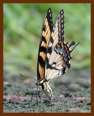 eastern tiger swallowtail 7-20-06 cl1b.JPG