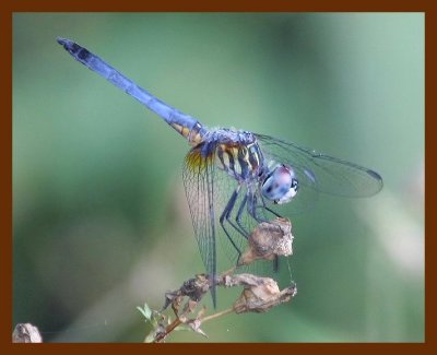 dragonfly 7-16-06 cl1b.JPG