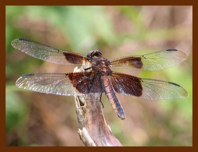 dragonfly 7-7-06 cl1b.JPG