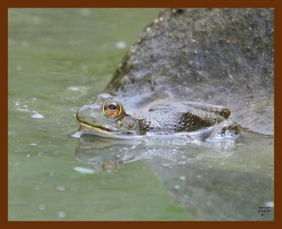 bullfrog 8-22-07 4c1b.JPG