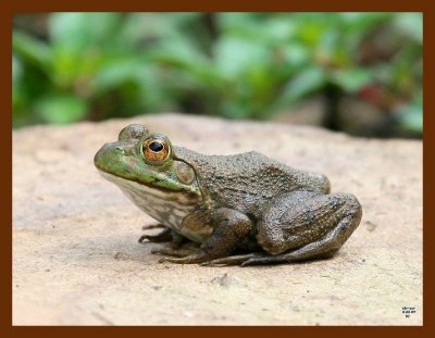 bullfrog 8-23-07 4c1b.JPG