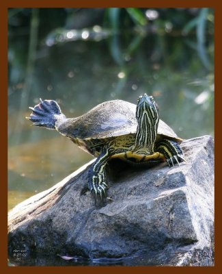 turtle-red-eared slider 8-27-07 4c3b.JPG