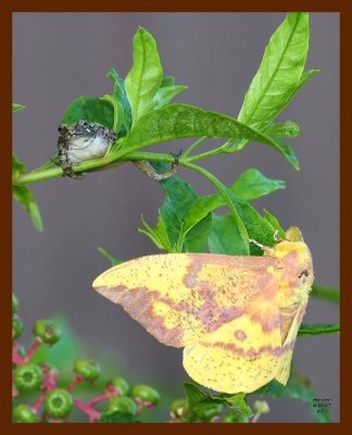 gray treefrog-moth 8-10-07 4c1b.JPG
