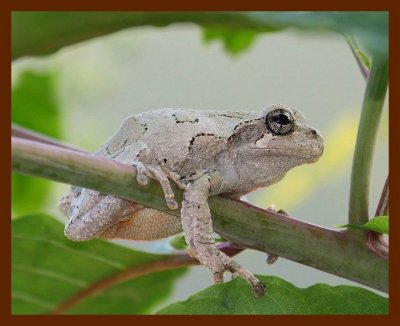 gray-treefrog 8-3-07 4c3b.JPG