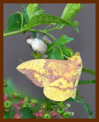 gray treefrog-moth 8-10-07 4c2b.JPG