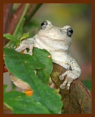 gray-treefrog 8-1-07 4c1b.JPG