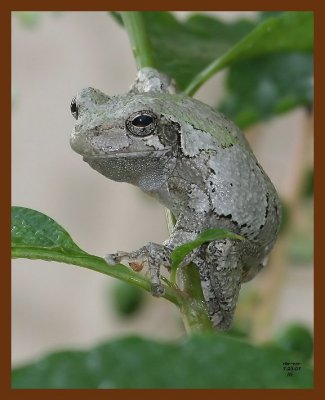 gray-treefrog 7-23-07 4c2b.JPG