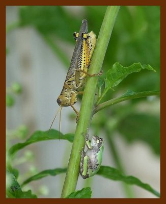 gray-treefrog-grasshopper 7-21-07 4c1b.JPG