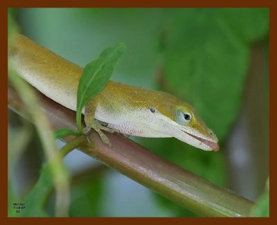 lizard-green-anole 7-18-07 4c1b.JPG
