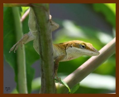 lizard-green-anole 7-18-07 4c6b.JPG