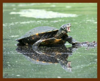 turtle-cooter 5-15-07 4c1b.JPG