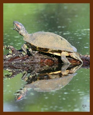 turtle-red-ear slider 5-11-07 4c3b.JPG