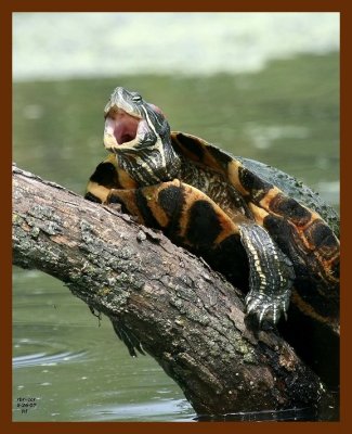 turtle-red-ear slider 5-26-07 4c2b.JPG
