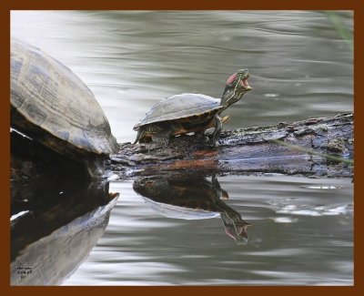 turtle-red-ear slider 5-4-07 cl2b.JPG