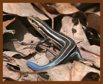 5 lined skink 4-25-07 cl1b.JPG